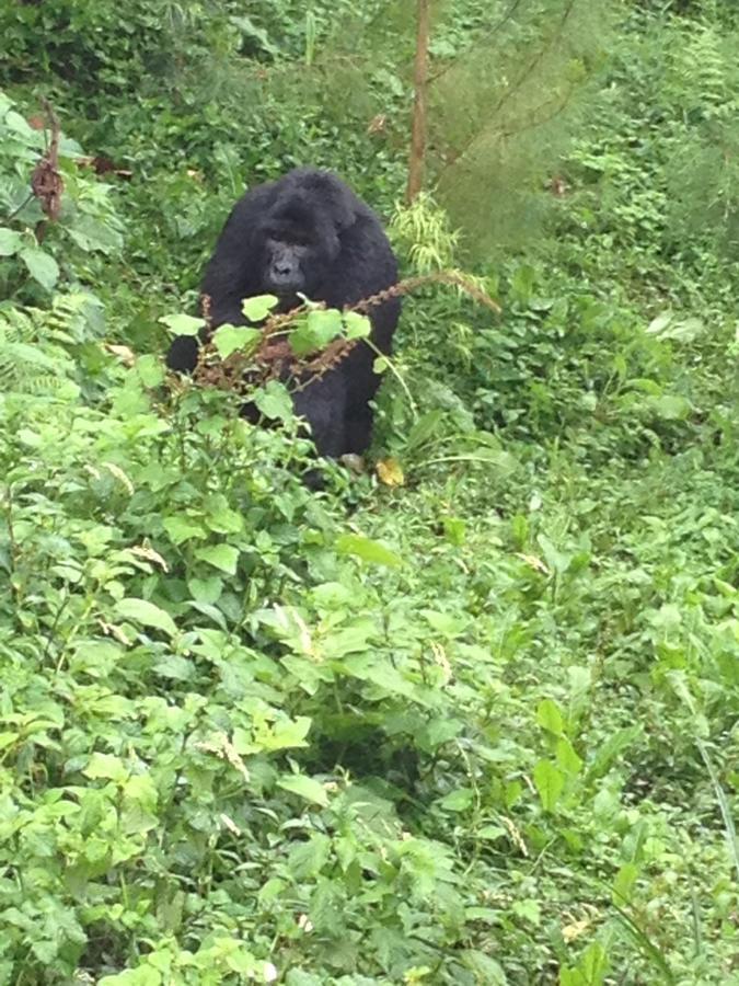 Rushaga Gorilla Lodge Bugambira 外观 照片